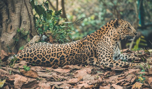 Comment organiser une expédition pour observer les jaguars dans le Pantanal, Brésil?