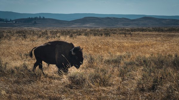 Comment planifier une expédition pour observer les bisons dans les parcs nationaux américains ?